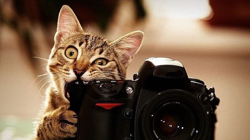 Image Regression for Pet Cuteness